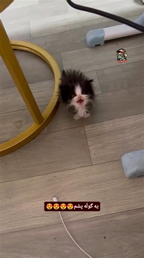 ‎🔵سیـــمـــبا_کت. پرشین‎ on Instagram‎: "#cat #cutecats #گربه #pişik #kedi"‎