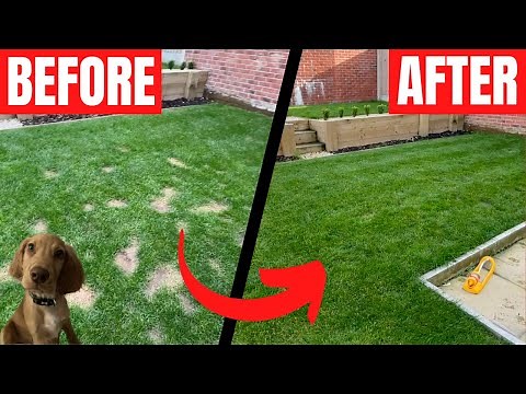 How to Fix Dog Urine Spots on Your Lawn - Easy Fix!