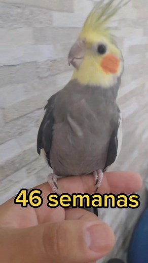 Evolução filhote #Calopsita