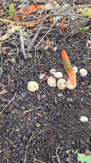 Siguen apareciendo en los bancales del huerto hongos Mutinus elegans ¡Muchísimos!, vulgarmente conocidos como Pito del diablo o Carallo de can. Este hongo en su forma final es tóxico, pero en algunos registros dice que en su forma inmadura de huevo es comestible e incluso apreciable, no quedaba otra que hacer un examen bruto a pie de campo, y os aseguro que ni su olor, ni su textura los hace en absoluto apetecibles... Ahí lo dejo.... ya me diréis que os parece... 😐 @seguidores | Ría de Noia