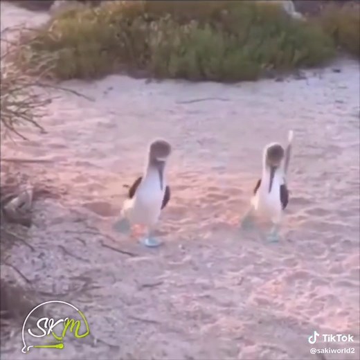 Chimpanzee Talking Moments: Funny Animal Highlights