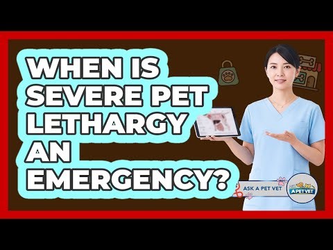 When Is Severe Pet Lethargy An Emergency?
