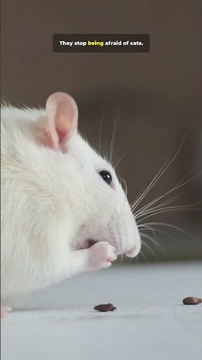 What if a parasite could erase fear… just to get inside your brain? Like and share for more.