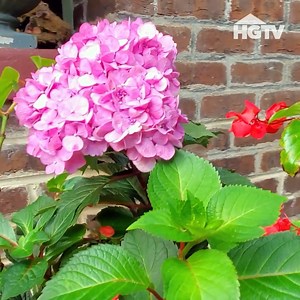 2.7M views · 21K reactions | For hydrangeas that bloom in summer, ...