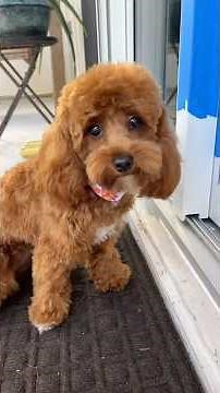 Poodle haircuts are so cute 🐩✨