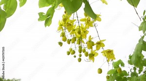Cassia fistula known as the golden rain tree yellow flowers is swaying in the wind. Yellow flower in isolated white background. Slow-motion video.