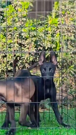 8810623046 Belgian Malinois puppy booking open extreme K9 line trained top protection pups ready