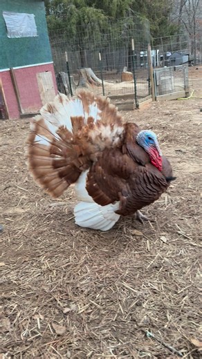 Freedom Acres Farm Animal Sanctuary on Reels