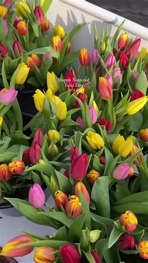 Experience Tulip Season in Amsterdam's Pop-Up Garden