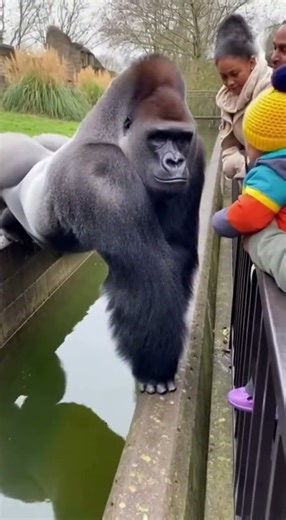 #gorilla #ai #reels #aianimals #aivideo