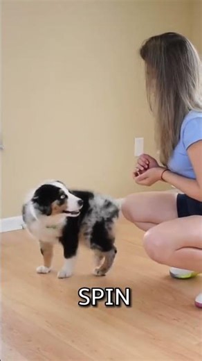 Cute Tricks to Teach Your Puppy