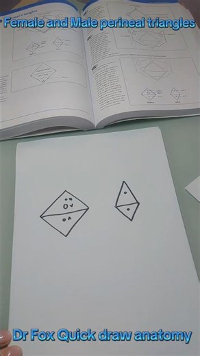 Dr Fox Quick draw anatomy: female and male perineal triangles #surgery #anatomy #learn #meded #usmle