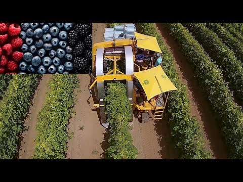 Different Berry types harvesting and packaging , Modern agriculture technology berry machines