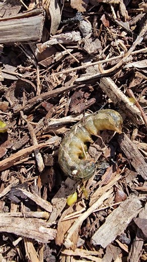 What's Eating My Tomatoes? The Surprising Culprit (Not Slugs!) #BestGardenDreams
