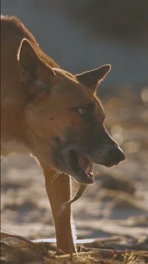 Dingoes diets vary greatly based on what environments they live in. #dingo #savethedingo