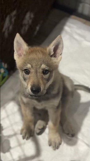 Czechoslovakian wolfdog, Vlciak, ulvehund