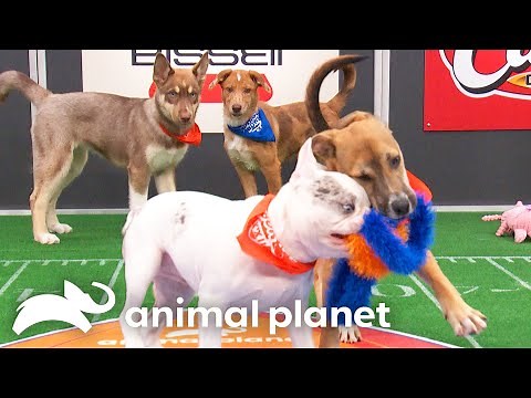 Meet the 2026 Starting Lineup! | Puppy Bowl | Animal Planet