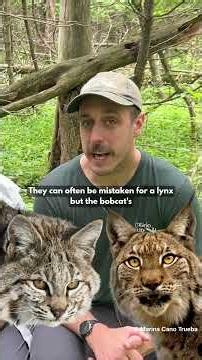 Rare Bobcat Caught on Camera at our Nature Reserve