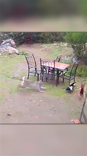 He Thought It Was Just a “Cat”… Then He Saw the Lynx