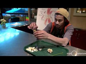 The Explainers: Flower Dissection