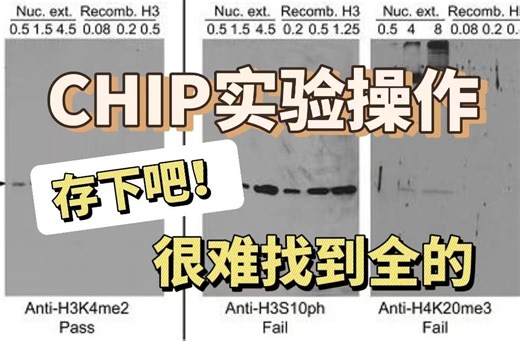 IP实验之CHIP-染色质免疫共沉淀：内含操作要点、实验流程解析