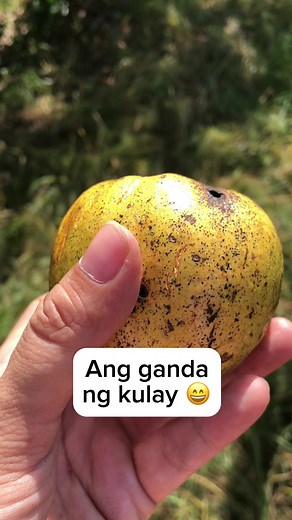 12K views · 92 reactions | Anonas  | Nueva Ecija Grafted fruit trees | Facebook