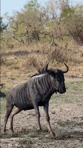 Bouncing Wildebeest 🐃