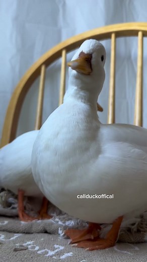 Duck Quacking Video Compilation