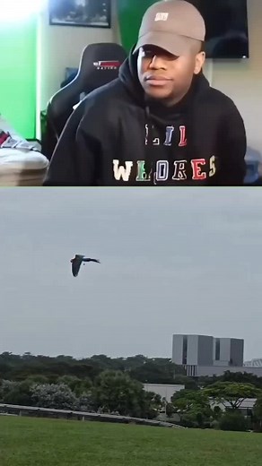 Just For Laugh. #macaw #freeflightparrot #freeflightmacaw #macawlovers #parrotsoftiktok #鹦鹉 #freeflightbirds #freeflyingparrot #freeflyparrot #macawsoftiktok #parrotslover #freefly #greenwingmacaw #macaw #macaws