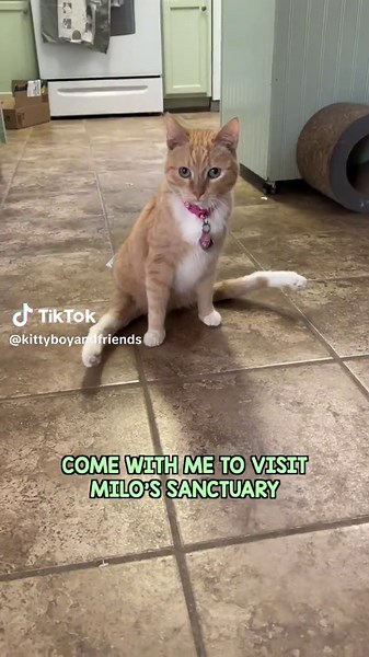 @Milo’s Sanctuary is disabled cat heaven😻 Their work in saving, rehabilitating, and giving long-term care to special needs cats is awe-inspiring ✨