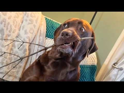 ¡No Podrás Parar de Reír! 😂 Perros Exagerados Que Merecen Un Óscar
