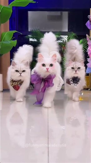 Cat Fashion Show: Can You Handle This Much Cuteness? 😍👗 #funnycats