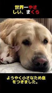 【感動】50kgの巨犬が子猫のまくらになった日#犬と猫#大型犬のいる生活#子猫#癒し動画#尊い