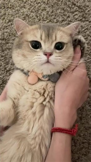 Cat Caught Using a Phone 📱😹