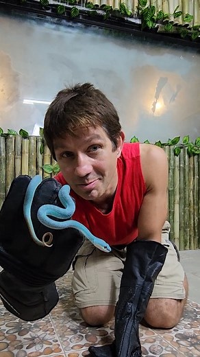 16K views · 931 reactions | Blue Venomous Pit Viper! Insularis! at Wonders In Nature in Thailand! | Wild Charles | Facebook