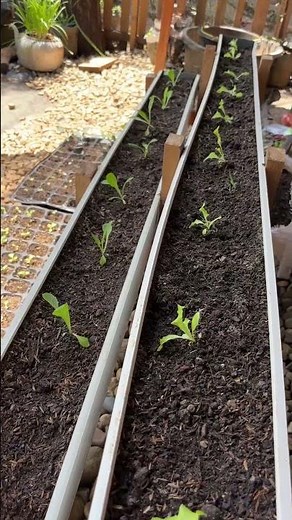 Grow Lettuce in a Recycled Gutter | Easy DIY Container Gardening