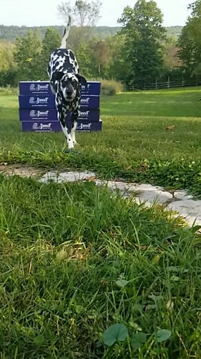 Celebrating #internationaldogday at Sweet Reads Box with one of ohr favourite pups 🐾 Reading and dogs are always fhe perfect match. #booktok #sweetreads #metime #subbox #reading #dogsoftiktok #lovebooks #read