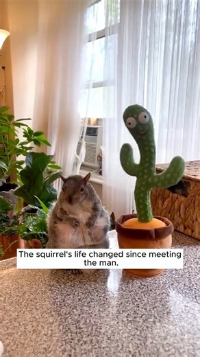 14K views · 654 reactions | Rescue a baby squirrel #rescue #rescueanimals #animals #animalsoftiktok #squirrel | Cantares Producciones | Facebook