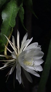 7.5K views · 624 reactions | Epiphyllum oxypetalum es un cactus de...