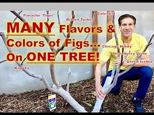 GRAFTING METHODS: Approach, Side ‘Veneer’ & Cleft | Black, Brown & Green Figs | Before & After