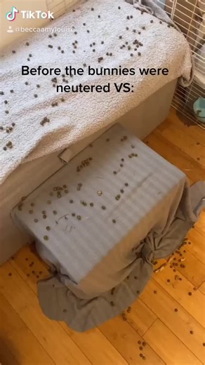 Bunny Poop Improvement Update