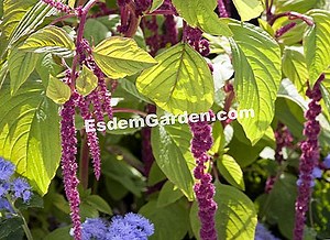 Plantage Von Amaranth 🌿 Alles Über Gartenarbeit Und Gartengestaltung - 2025