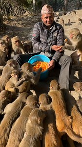 Black friday, Cheese balls party 🥳 | Feeding Animal - FAF