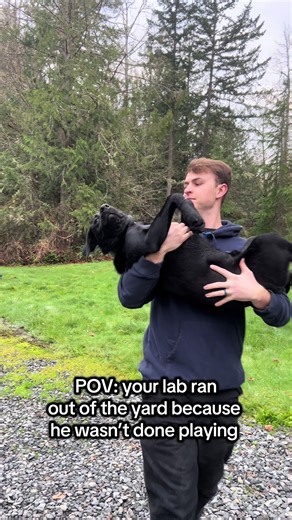 we’re not a fan of coming in the house #labradorretriever #blacklab #labpuppy #bad #puppy