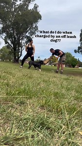 46K views · 22K reactions | One thing almost every client asks is “what do I do if I’m walking my dog and an off leash dog comes running at me?” — My answer is always the same “protect your dog at ALL costs”. I don’t know what the intentions of the dog charging full pace are, neither do you. Don’t take the chance that they’re “friendly” #dogtraining #dogadvice #dogobedience #AgressiveDog | Cody-Trae Jameson | Facebook
