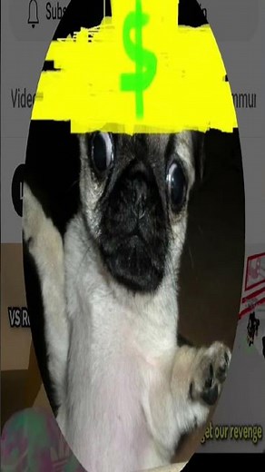 sjccsjcc vs cnpqueenshorts #roblox