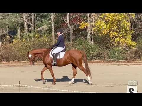 USDF Training Level test 3