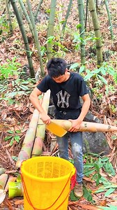 memanen bambu muda #tiraibambu #negaratiraibambu #ASMR #cutting #bambooshoot #cuttingbamboo #satisfying #relaxing #harvest #farmer #farmerbambooshoot #nature #bambu #bambukuning #bambumuda #rebung #rebungbambu #tumisrebung #panenrebung #petanirebung #bambuhitam #motongbambu #bambubekasbangunan #笋 #bamburebus | Studio All