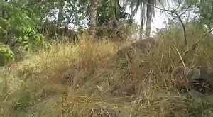 49K views · 1.5K reactions | #ESN is doing their possible best to eradicate Fulani herdsmen, terrorist from our buses , the farming season is near and without securing the land our parents cannot go to their farms this season as they could be killed , rape and kidnapped by Fulani herdsmen . Support ESN today to secure our farming lands #ESN #IPOB | Radio Biafra | Facebook