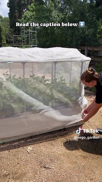 Essential Summer Gardening Tips with Vego Garden